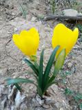 Fall daffodil